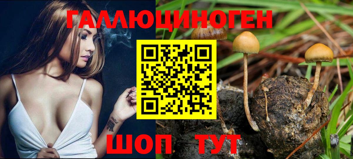 Псилоцибиновые грибы Psilocybine cubensis Челябинск